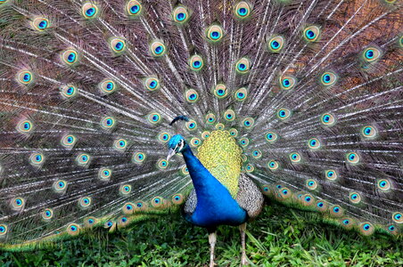 Beautiful Photo bird colorful
