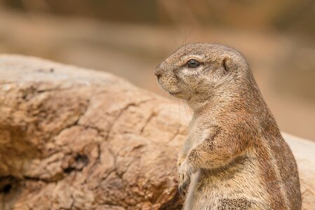 Prairie dog coypu nager photo