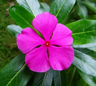 India flower pink