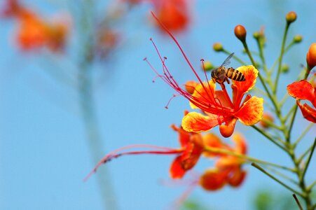Barbados pride peacock flower nature