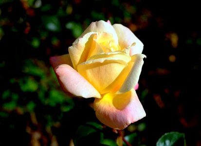 Beautiful Flowers bloom blooming