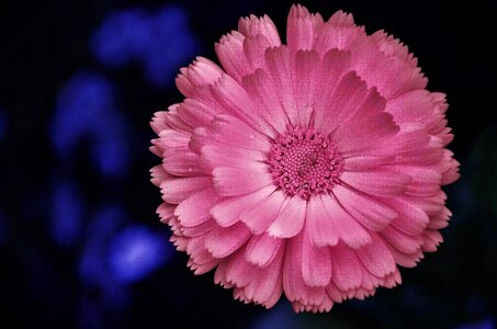 Spring affection fragrance