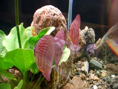 Aquarium fish photo