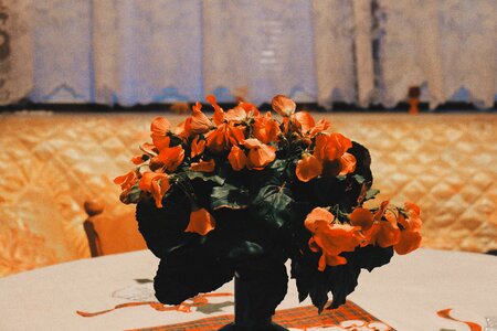 Orange flowers vase photo