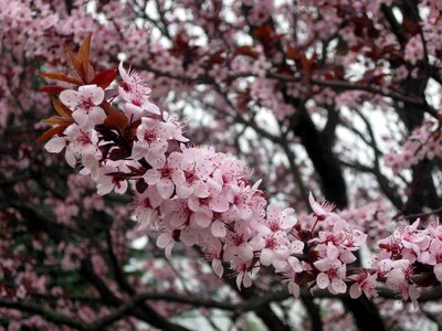 Blossoming bouquet cerise