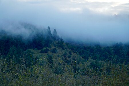 Abies fir fog photo