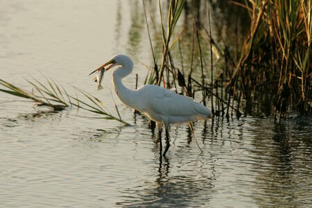 Egret fish great