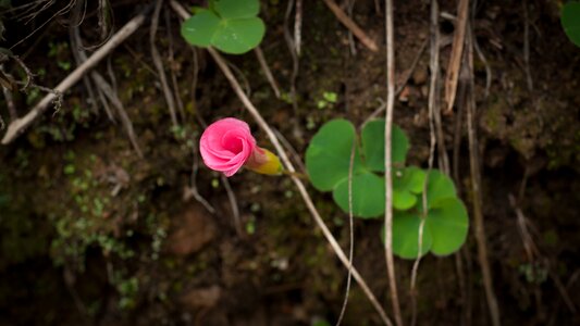 Blooms blooming buds