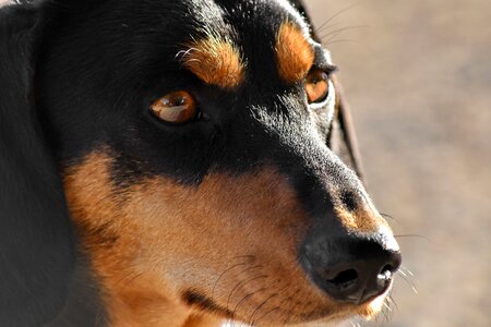 Animal close-up dachshund photo