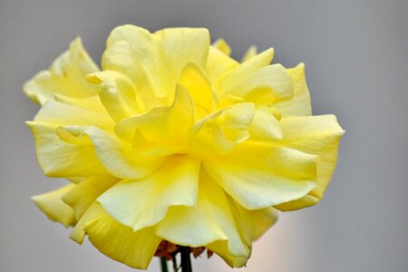 Petals horticulture rose