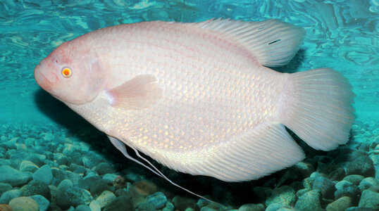 Giant Gourami - Osphronemus goramy photo