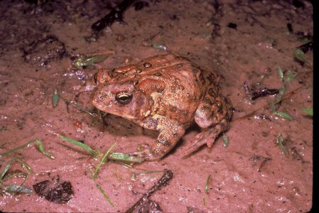 Toad photo