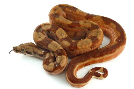 Boa constrictor exotic