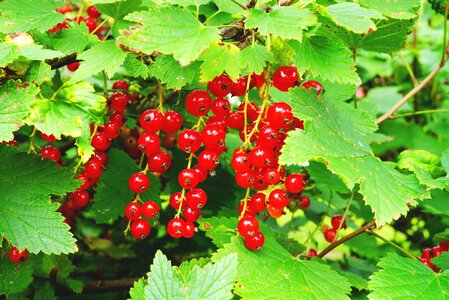 Soft fruit red garden currant photo