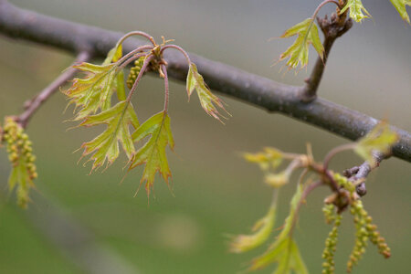 Pin Oak photo