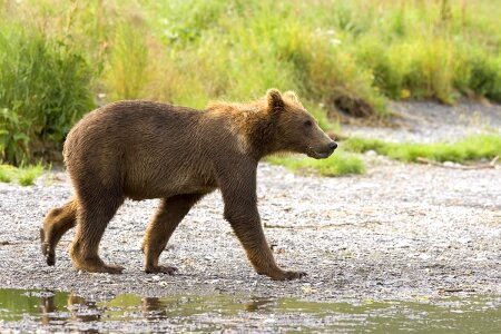 Animal bear bear cub photo