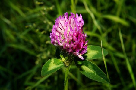 Close up purple wild flower photo