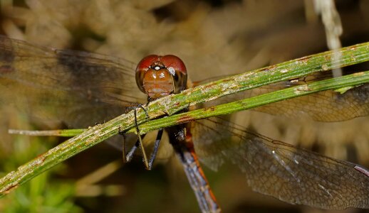 Animal arthropod beautiful image