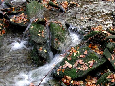 Arroyo Primula veris photo