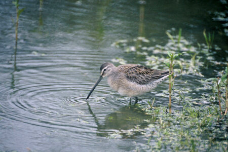 Long-billed Dowitcher-1 photo