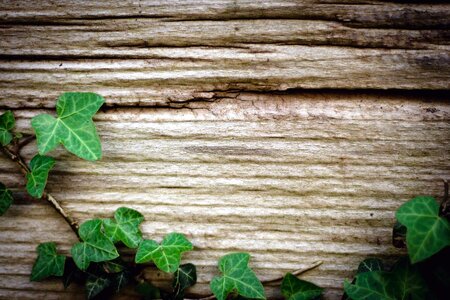 Creeper leaf lumber