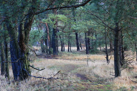Woods alongside the Innerste near Bredelem