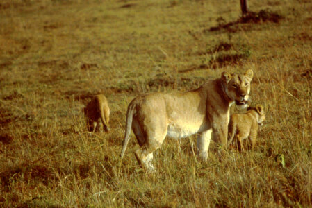 African Lion with Cubs photo