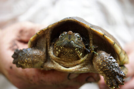 Up-close view of a snapping turtle photo