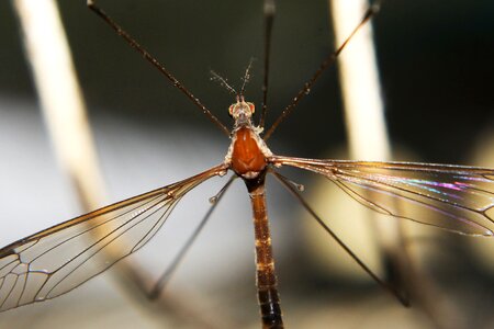 Close-up mosquito colorful photo