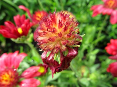 Garden plant rock plant ornamental plant