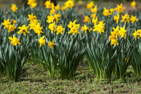 Daffodils flora flower