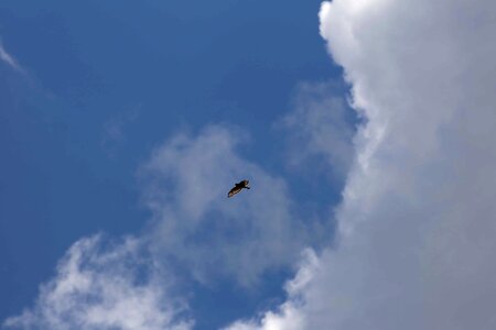 Air animal atmosphere