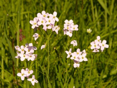 Flowering plant cardamine card amines photo