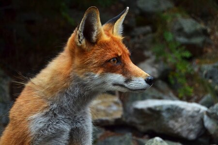 Animal beautiful photo carnivore