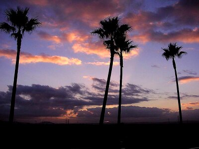 Dawn palm trees