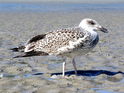 Seagull sand beach gull