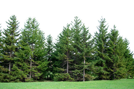 23 Tree