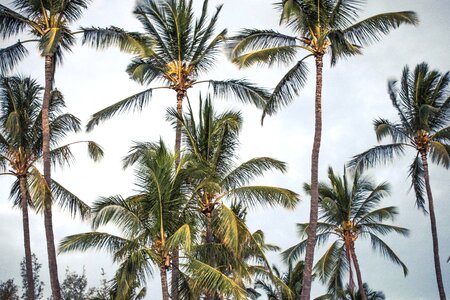 Beach beautiful photo coconut photo