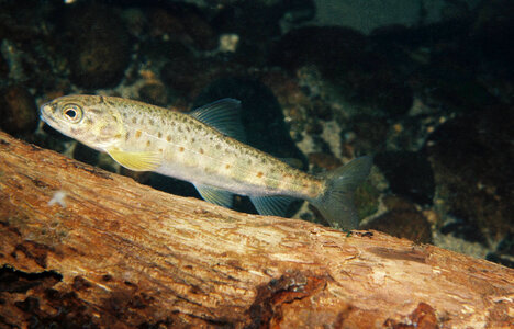 Juvenile atlantic salmon photo