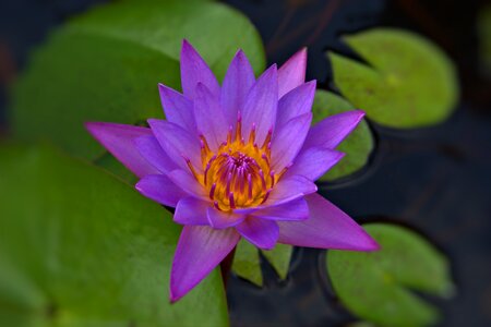 Purple pond bloom