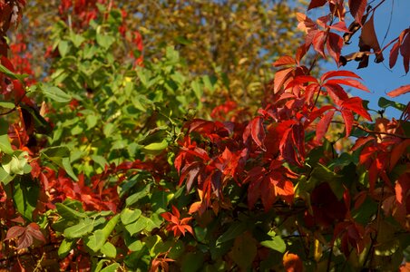 Autumn autumn season colorful