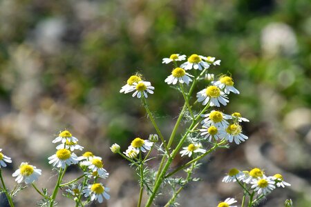 Chamomile plant herb photo