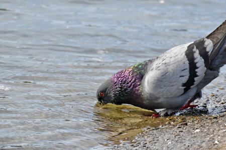 Coast pigeon riverbank photo