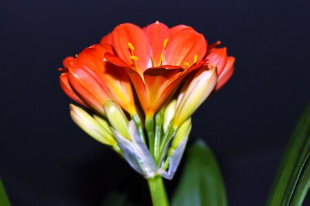 Light ornamental plants bloom