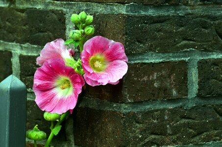 Beautiful Flowers bloom brick photo