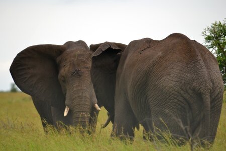 Nature animal trunk