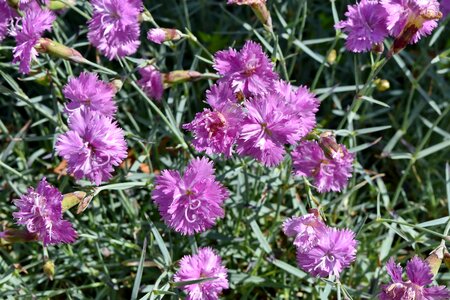Beautiful Flowers carnation horticulture