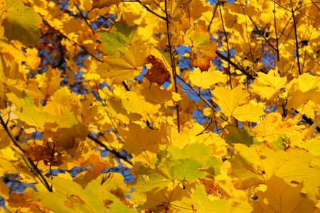 Gold autumn leaves photo