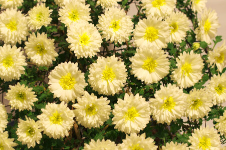 2 Chrysanthemum