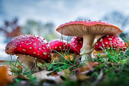 Beautiful Photo biology daylight